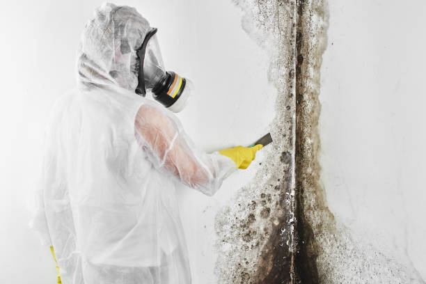 Best Basement Mold Remediation in Ansonia, OH