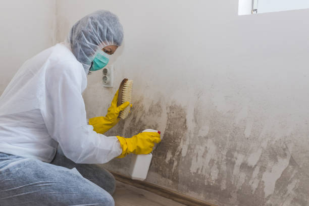 Best Mold Remediation for Specific Building Types in Ansonia, OH