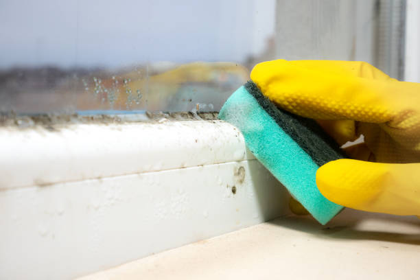 Best Emergency Mold Remediation in Ansonia, OH