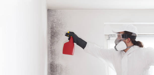 Best Preventive Mold Services in Ansonia, OH