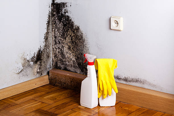 Best Residential Mold Remediation in Ansonia, OH