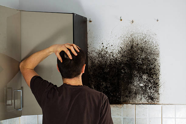 Best HVAC Mold Remediation in Ansonia, OH