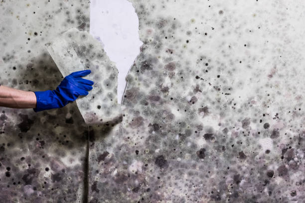 Best Bathroom Mold Remediation in Ansonia, OH