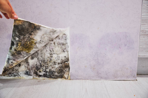 Professional Mold Remediation in Ansonia, OH